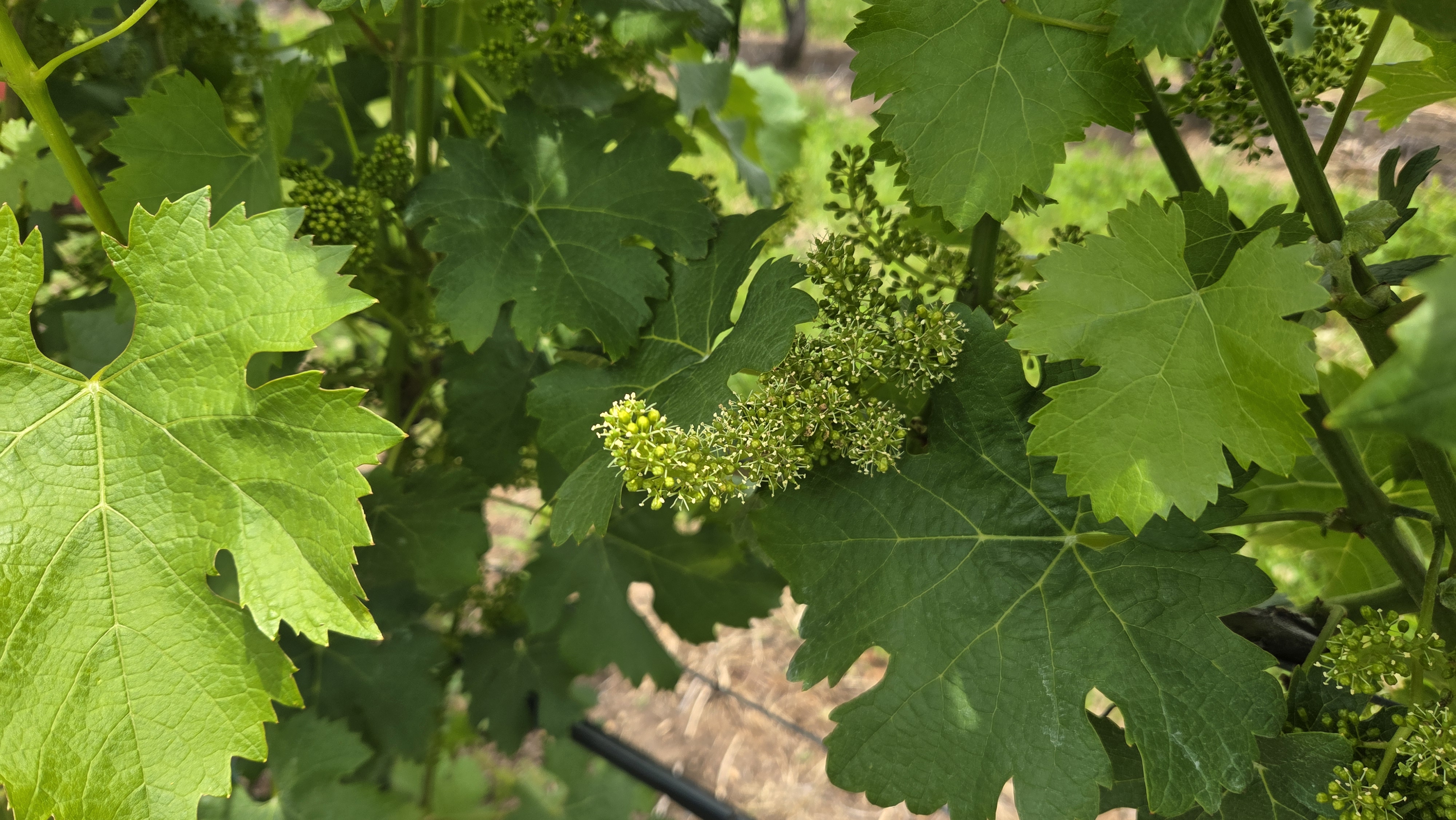 Photo 2 - grapes 7-1-26.jpg
